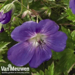 Geranium 'Brookside' -Deals Petal Via Store GERA V65398 C