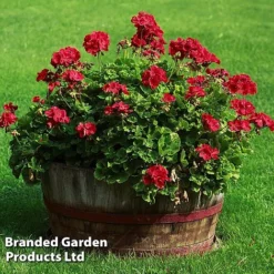 Giant Geranium Bumper Collection -Deals Petal Via Store GERA GRANDVIOL L41307
