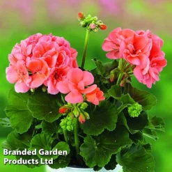 Giant Geranium Bumper Collection -Deals Petal Via Store GERA GRCLSALMO S04734