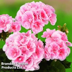 Giant Geranium Bumper Collection -Deals Petal Via Store GERA GRCLSALMP S30743