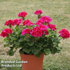 Giant Geranium Bumper Collection -Deals Petal Via Store GERA POWERVIOL S14646