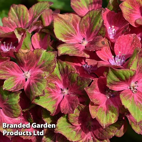 Hydrangea Macrophylla GLAM ROCK 'Horwack' 2 Hydrangea Macrophylla GLAM ROCK 'Horwack' - Image 2