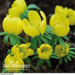 Spring Bulbs In The Green Collection -Deals Petal Via Store GREE V59885P C