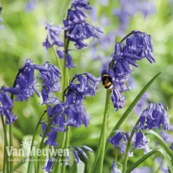 Spring Bulbs In The Green Collection -Deals Petal Via Store GREE V59885P E