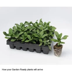 Wallflower 'Sugar Rush' Mix -Deals Petal Via Store GardenReadyArrive2