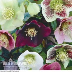 Hellebore X Hybridus 'Mixed' (Lenten Rose) -Deals Petal Via Store HELL 61223 B1