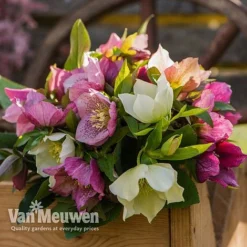 Hellebore X Hybridus 'Mixed' (Lenten Rose) -Deals Petal Via Store HELL 61223 D