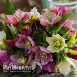 Hellebore X Hybridus 'Mixed' (Lenten Rose) -Deals Petal Via Store HELL 61223 E