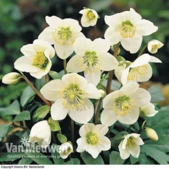 Hellebore 'Christmas Rose' 7 Hellebore 'Christmas Rose' -Deals Petal Via Store HELL 68165 B