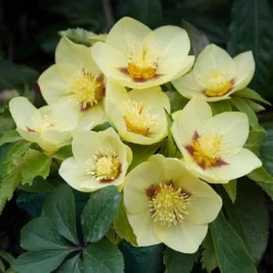 Hellebore 'Single Gold Red' 3 Hellebore 'Single Gold Red' -Deals Petal Via Store HELL V59142 B h