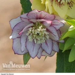 Hellebore 'Breeder's Mix' -Deals Petal Via Store HELL V78559 D
