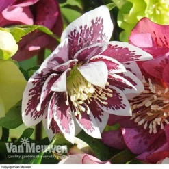 Hellebore 'Breeder's Mix' -Deals Petal Via Store HELL V78559 E