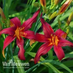 Daylily 'Crimson Pirate' 7 Daylily 'Crimson Pirate' -Deals Petal Via Store HEME V59612 D