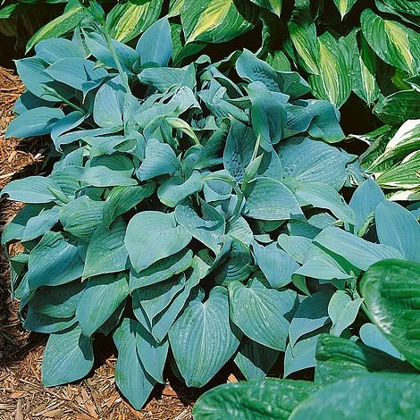 Hosta 'Fragrant Blue' 1 Hosta 'Fragrant Blue'
