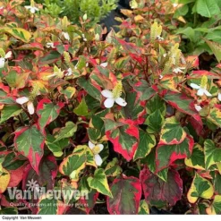 Houttuynia Cordata 'Chameleon' -Deals Petal Via Store HOUT V59309 D