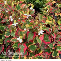 Houttuynia Cordata 'Chameleon' -Deals Petal Via Store HOUT V59309 E