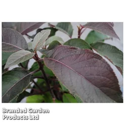 Hydrangea Aspera 'Hot Chocolate' 7 Hydrangea Aspera 'Hot Chocolate' -Deals Petal Via Store HYDR HOTCHOCOL S54236