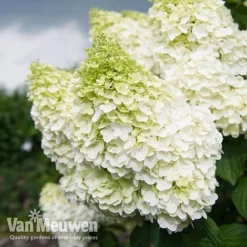 Hydrangea Paniculata 'Magical Moonlight' -Deals Petal Via Store Hyd MagicalMoon VM 2