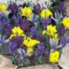 Iris 'Dwarf Collection'