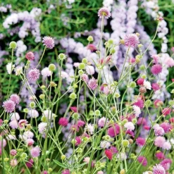 Knautia Macedonica 'Melton Pastels' 6 Knautia Macedonica 'Melton Pastels' -Deals Petal Via Store KNAU MELTONPAS U49880 NOW1