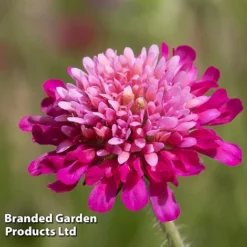 Knautia Macedonica 'Melton Pastels' 7 Knautia Macedonica 'Melton Pastels' -Deals Petal Via Store KNAU MELTONPAS W498781