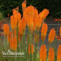 Red Hot Poker 'Mango Popsicle' -Deals Petal Via Store KNIP V66425 B