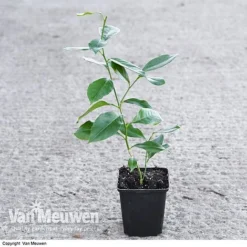 Fruit Meyer Lemon -Deals Petal Via Store LEMO 64680 VA