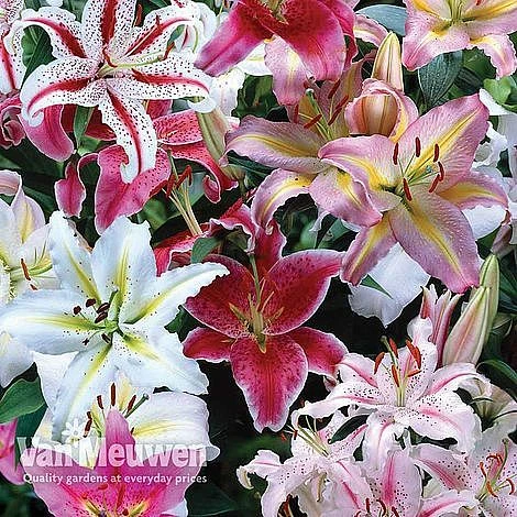 Lily 'Oriental Mixed' 1 Lily 'Oriental Mixed'