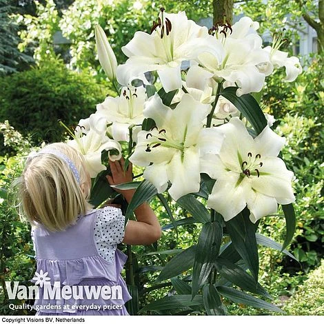 Lily 'Pretty Woman' 1 Lily 'Pretty Woman'