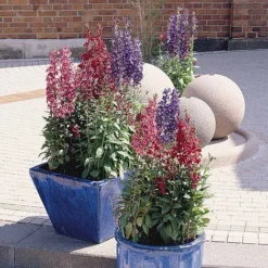 Lobelia X Speciosa 'Fan Mixed' -Deals Petal Via Store LOBE V65590 B h