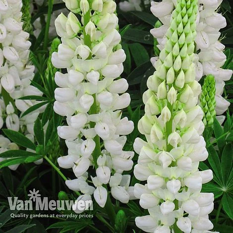 Lupin 'Gallery White' 2 Lupin 'Gallery White' - Image 2