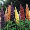 Lupin 'Russell Hybrids'