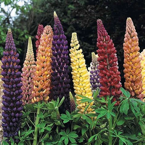 Lupin 'Russell Hybrids' 1 Lupin 'Russell Hybrids'
