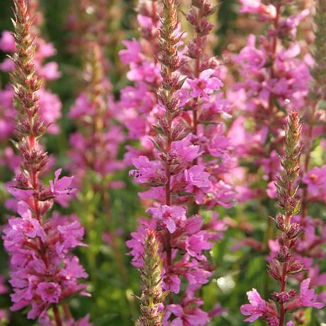 Lythrum Salicaria 'Robin' 1 Lythrum Salicaria 'Robin'