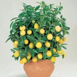 Citrus Tree Collection -Deals Petal Via Store Lemon