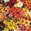 Lily 'Asiatic Mix'
