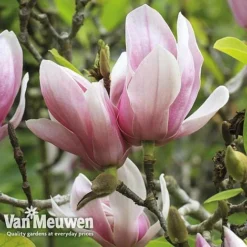 Magnolia 'Red Lucky' -Deals Petal Via Store MAGN V11821 E