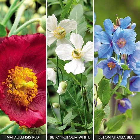 Meconopsis 'Union Jack' Collection 1 Meconopsis 'Union Jack' Collection