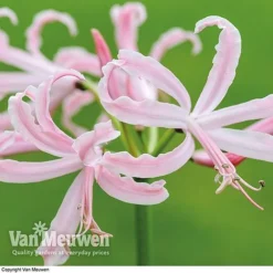 Nerine Bowdenii 'Stefani'