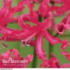 Nerine 'Mr John'