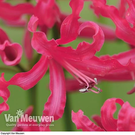 Nerine 'Mr John' 2 Nerine 'Mr John' - Image 2