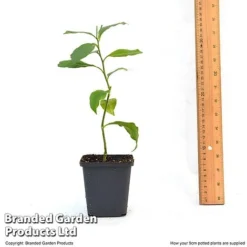 Orange Tree -Deals Petal Via Store ORAN TREE9CM T46201