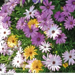 Osteospermum 'Falling Stars'™ -Deals Petal Via Store OSTE 69595V A h