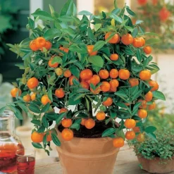 Citrus Tree Collection -Deals Petal Via Store Orange