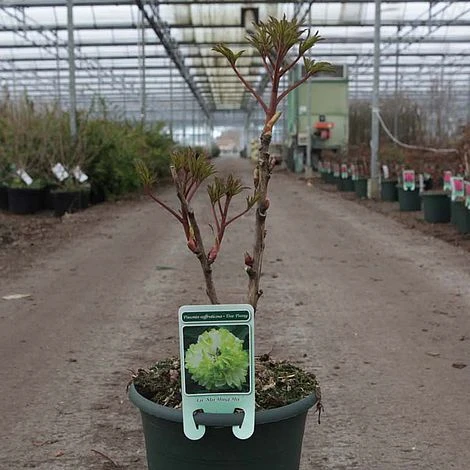 Tree Peony 'Lu Mu Ying Yu' 2 Tree Peony 'Lu Mu Ying Yu' - Image 2