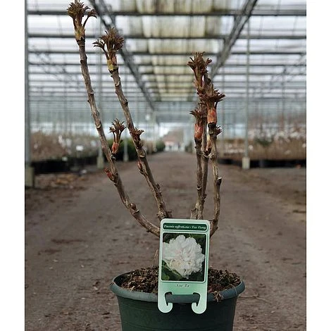 Tree Peony 'Xue Ta' 1 Tree Peony 'Xue Ta'