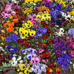 Pansy 'Universal Mixed' F1 Hybrid -Deals Petal Via Store PANS 68090 A