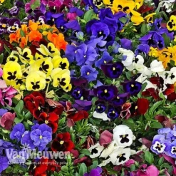 Pansy 'Universal Mixed' F1 Hybrid -Deals Petal Via Store PANS 68090 B