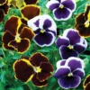 Pansy 'Eclipse' Collection