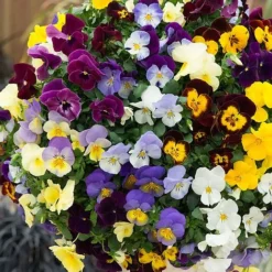 Pansy Cool Wave